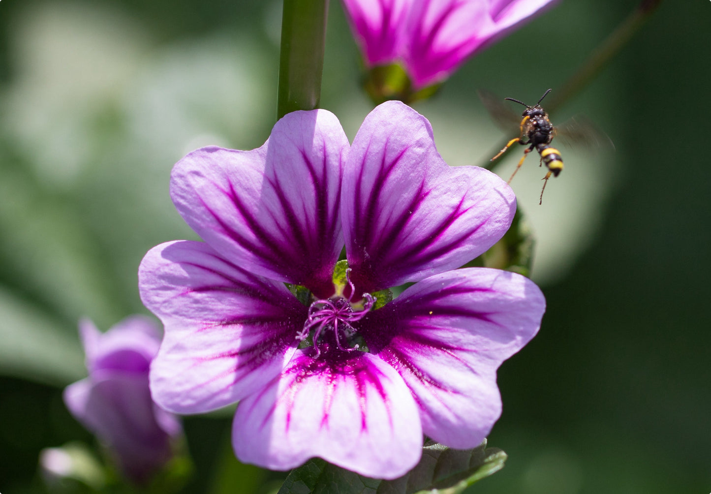 Rød Trompetkatost 'Zebrina' - malva sylvestris zebrina