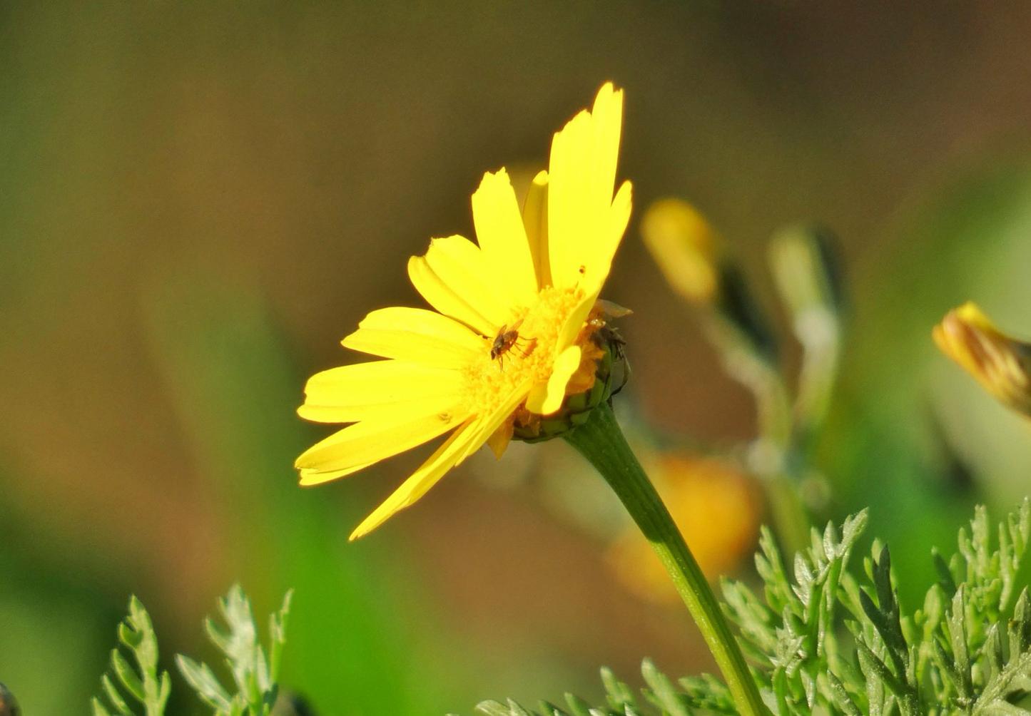 Morgenfrue - Calendula officinalis