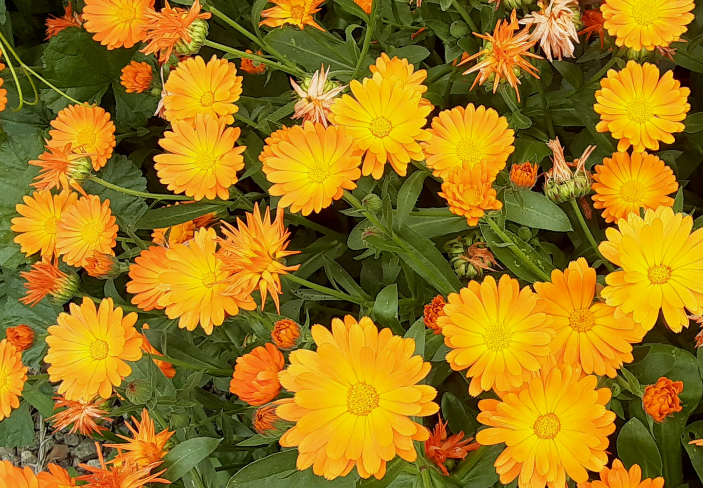 Morgenfrue - Calendula officinalis