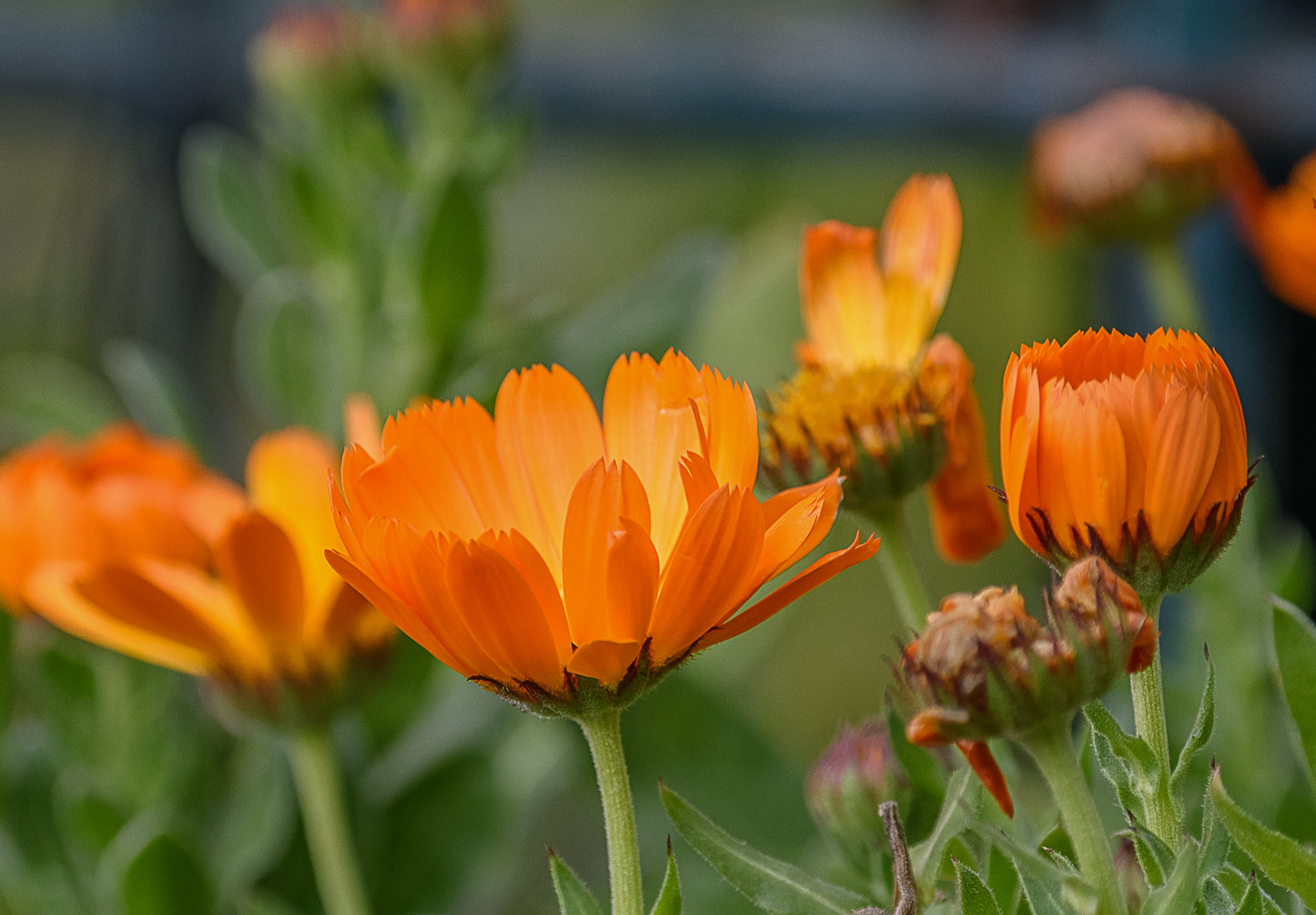 Morgenfrue - Calendula officinalis