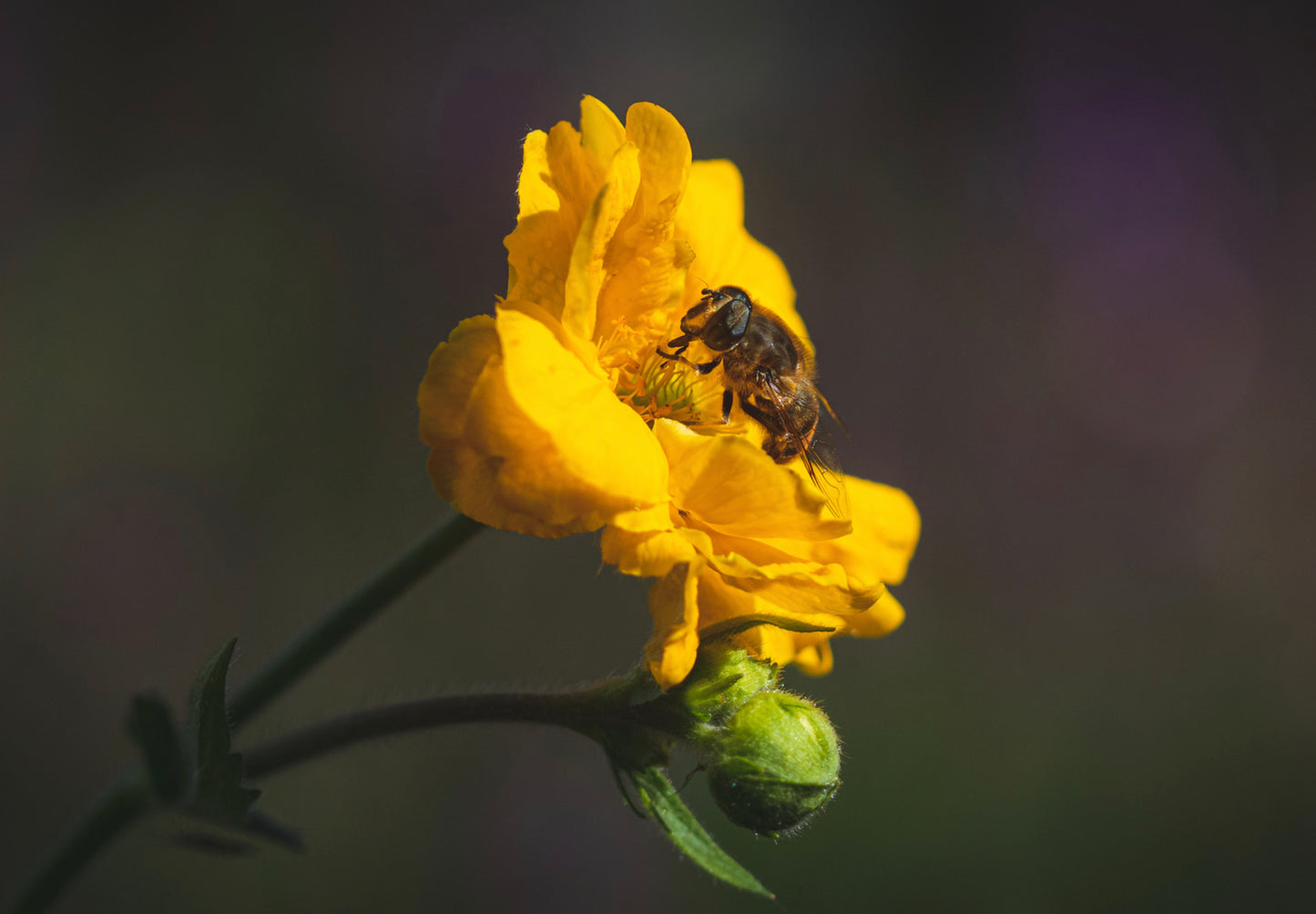Nellikerod - Lady Stratheden - Geum chiloense