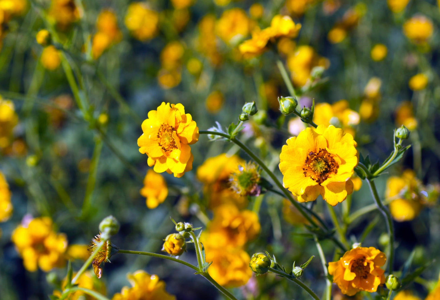 Nellikerod - Lady Stratheden - Geum chiloense