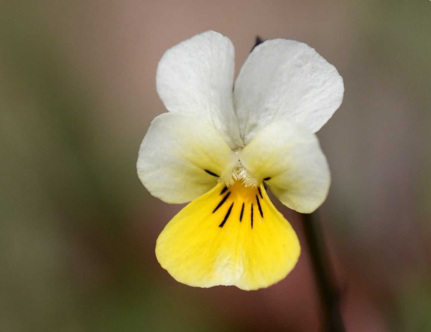 Mark-viol (agerviol) - viola arvensis
