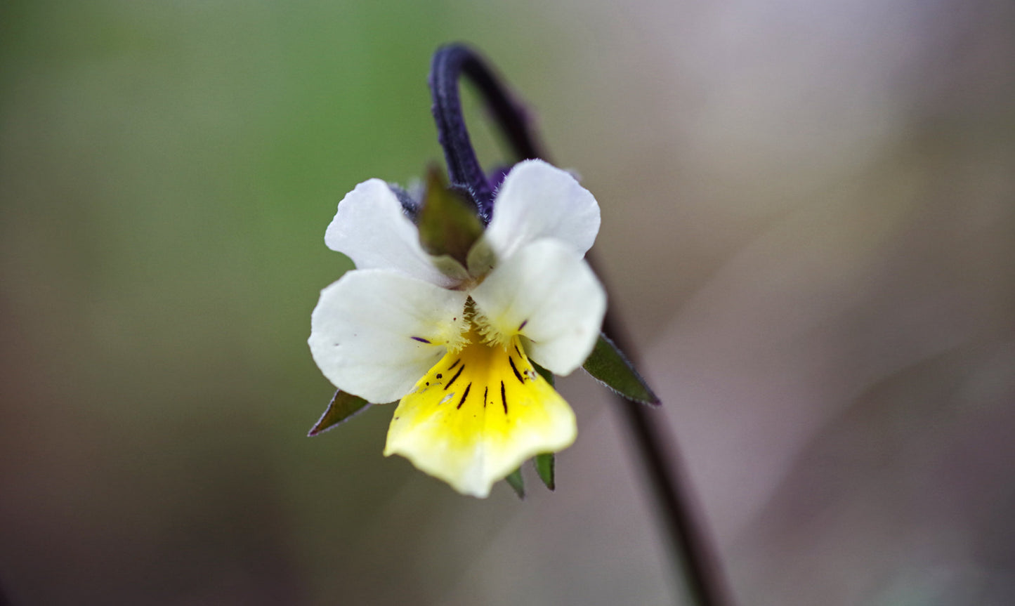 Mark-viol (agerviol) - viola arvensis