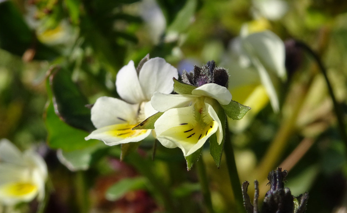 Mark-viol (agerviol) - viola arvensis