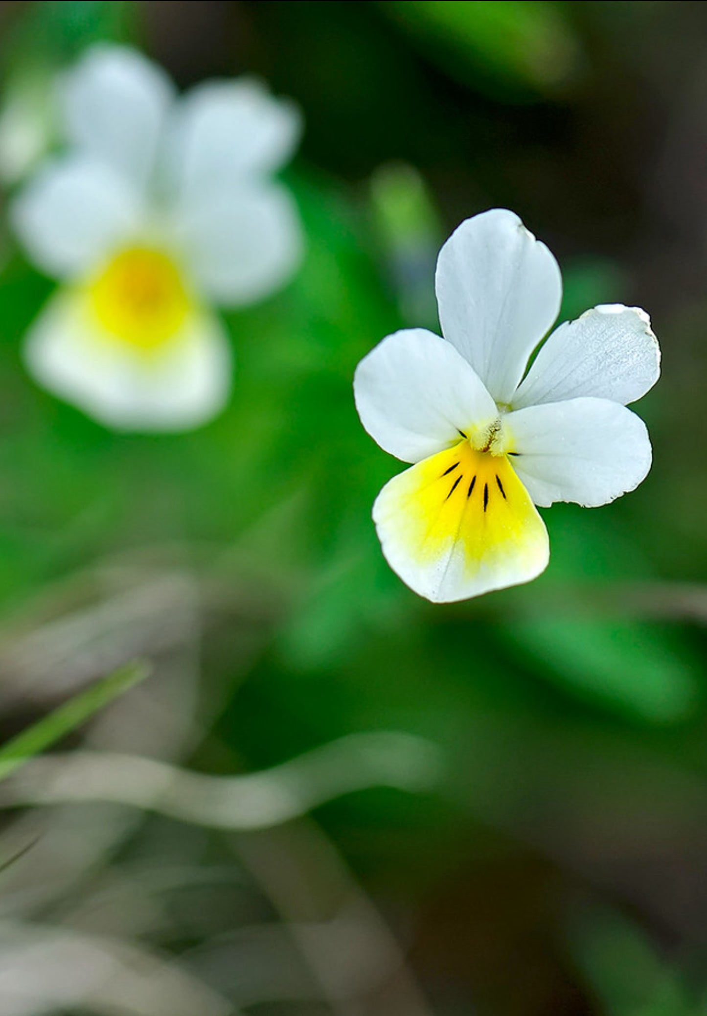 Mark-viol (agerviol) - viola arvensis