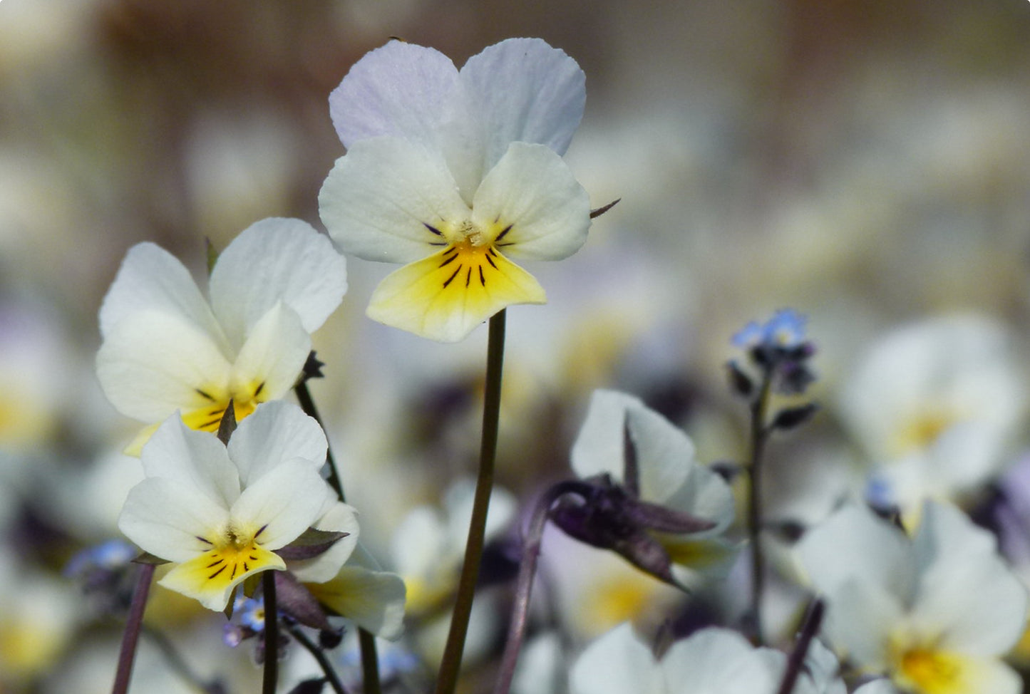 Mark-viol (agerviol) - viola arvensis