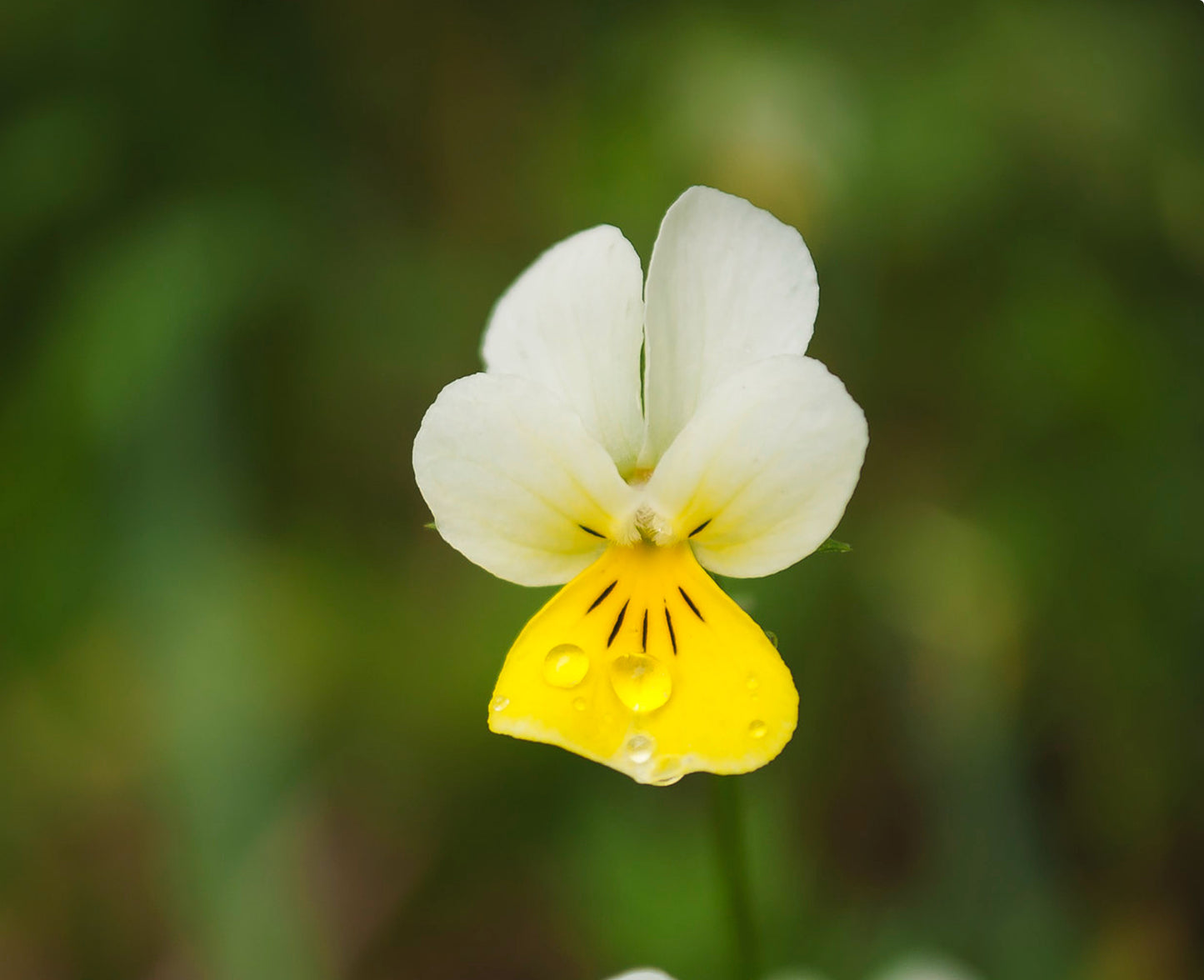 Mark-viol (agerviol) - viola arvensis