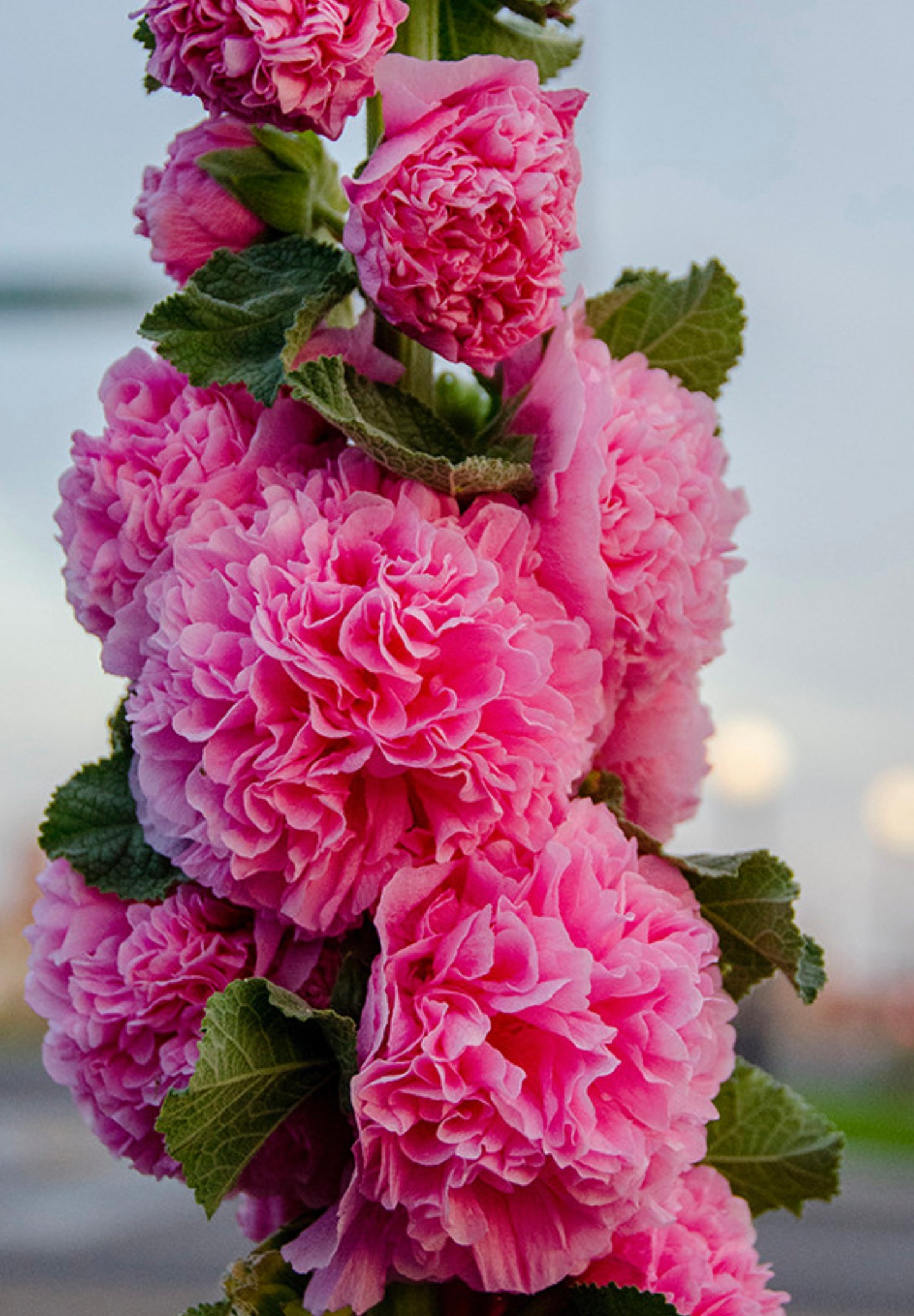 Stokrose 'Chater's Double Mix' - Alcea rosea 'Chater's Double Mix'