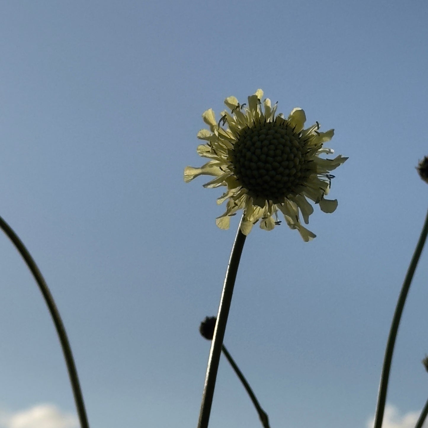 gigantisk skabiose, kæmpe skælhoved - Cephalaria gigantea