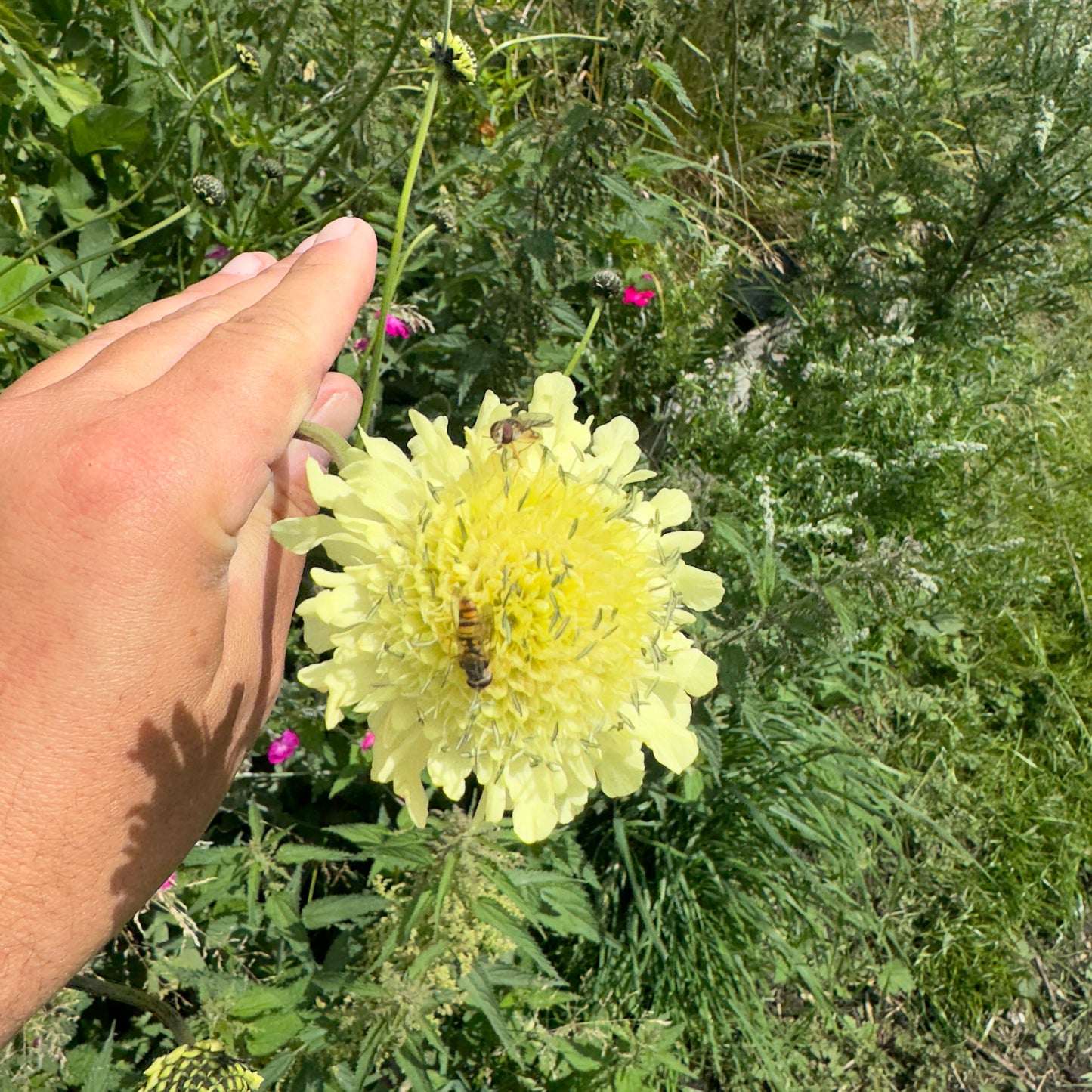 gigantisk skabiose, kæmpe skælhoved - Cephalaria gigantea