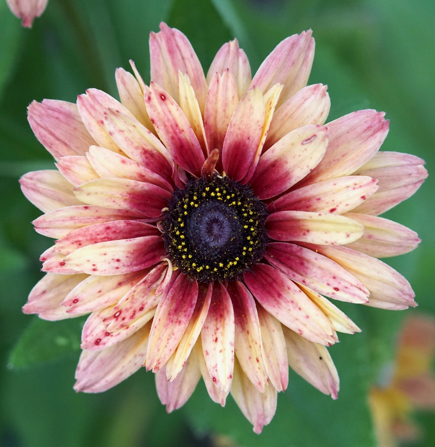 Solhat 'Sahara' - Rudbeckia hirta var. pulcherrima