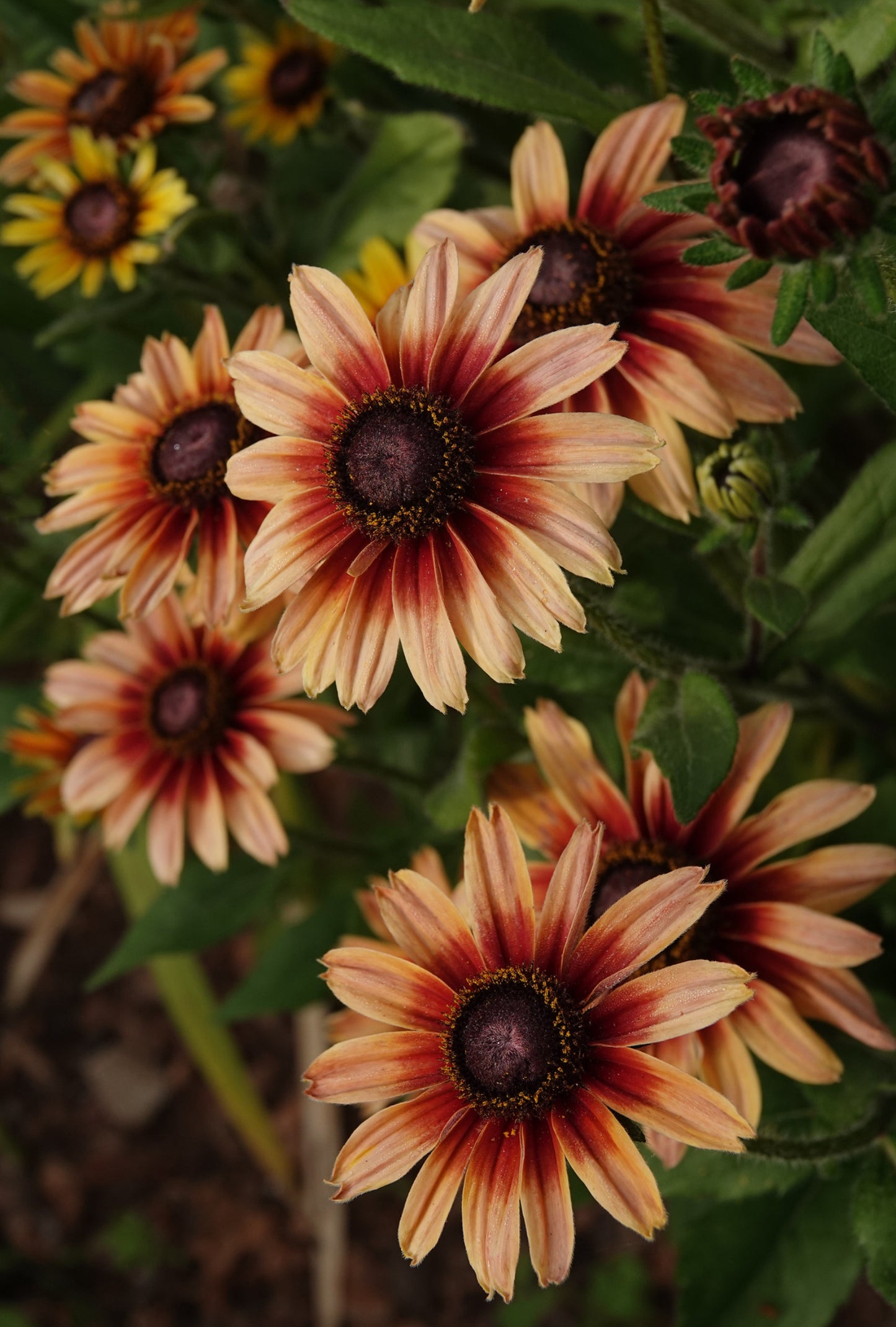Solhat 'Sahara' - Rudbeckia hirta var. pulcherrima