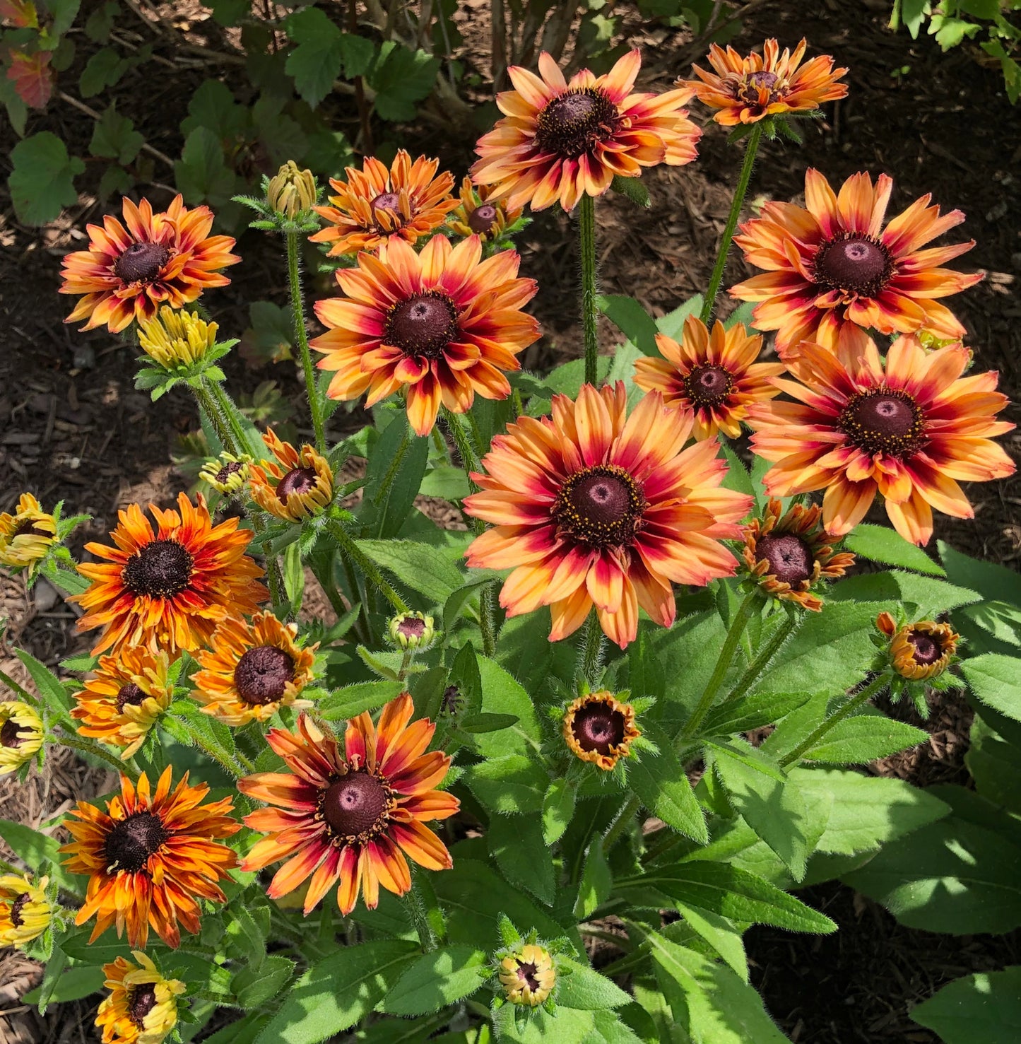 Solhat 'Sahara' - Rudbeckia hirta var. pulcherrima