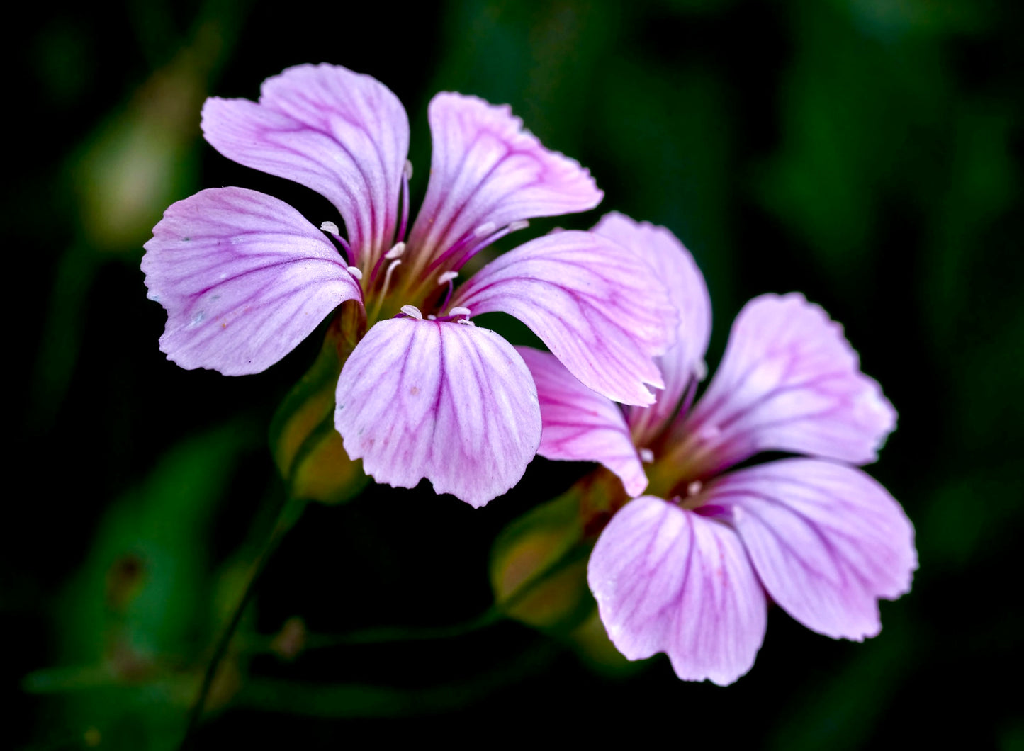 Himmelrose - viscaria oculata
