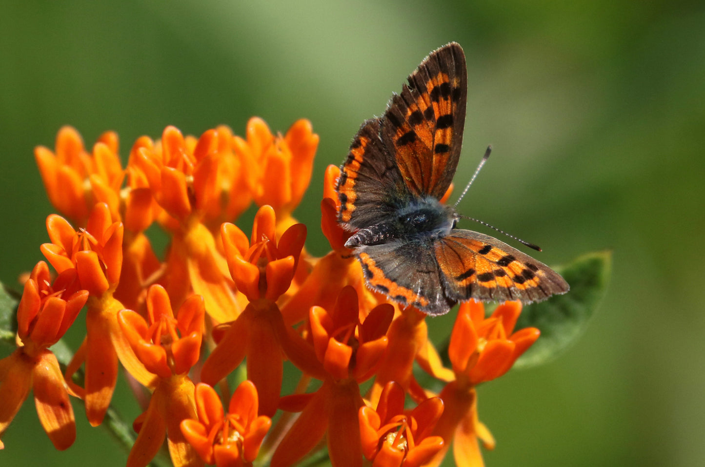 Silkeplante Orange - butterfly weed (asclepias tuberosa)