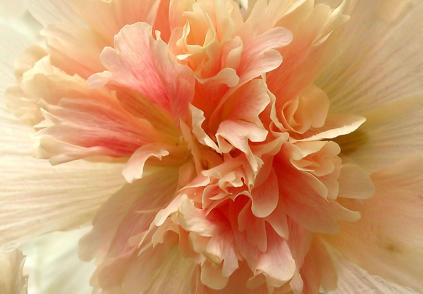 Stokrose 'Chater's Double Mix' - Alcea rosea 'Chater's Double Mix'