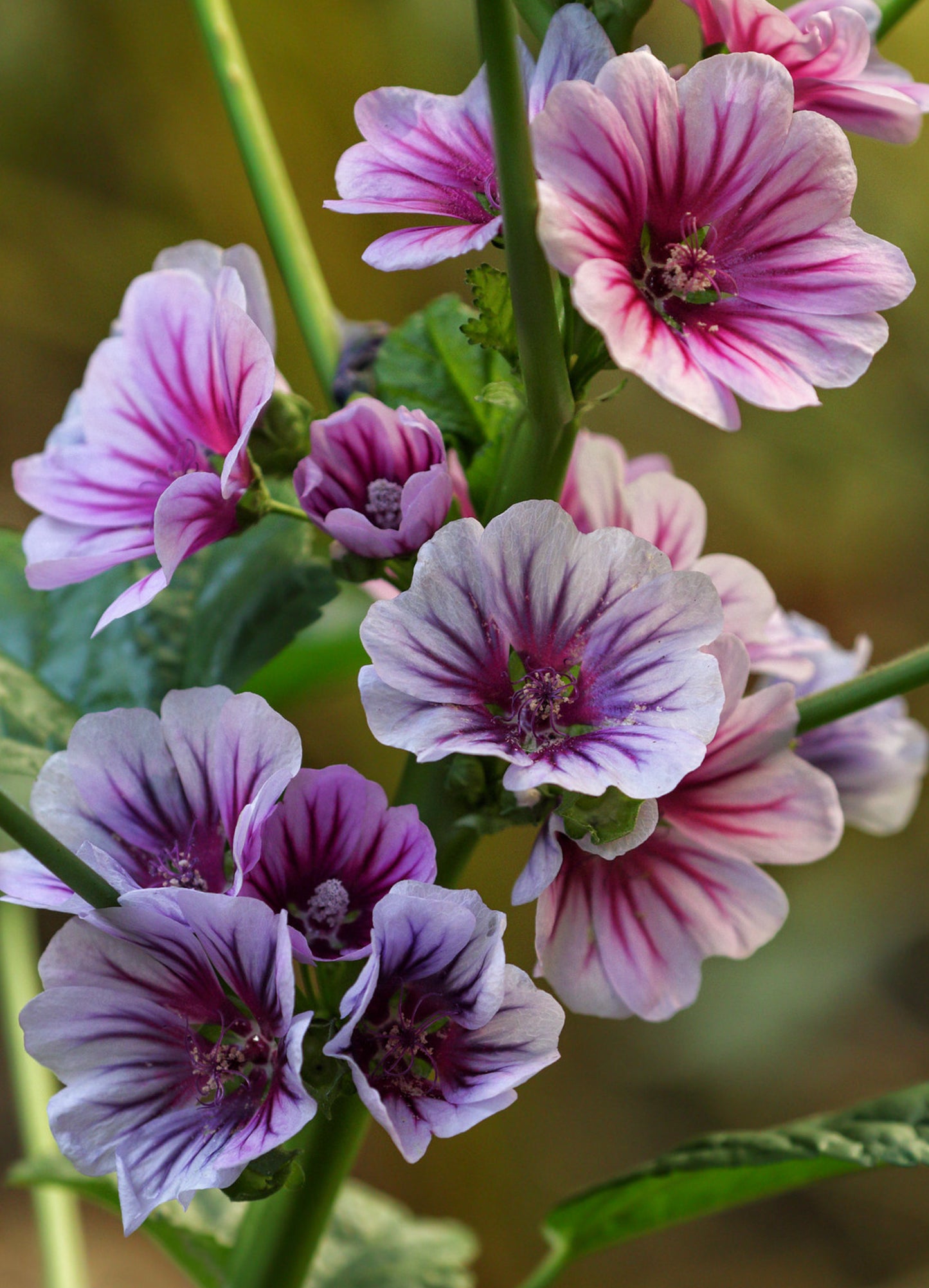 Rød Trompetkatost 'Zebrina' - malva sylvestris zebrina