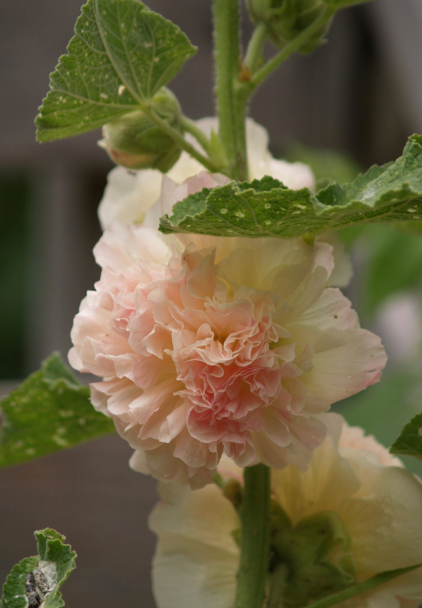 Stokrose 'Chater's Double Mix' - Alcea rosea 'Chater's Double Mix'
