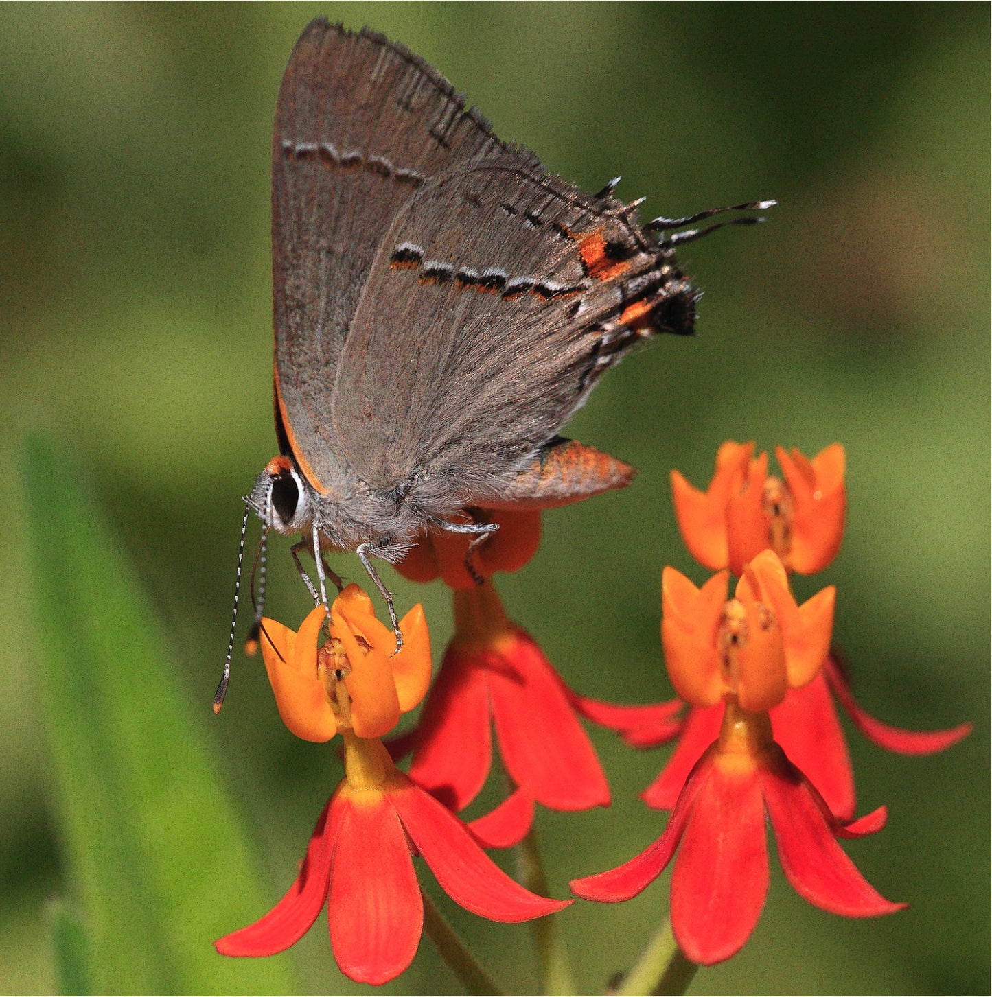 Silkeplante Orange - butterfly weed (asclepias tuberosa)