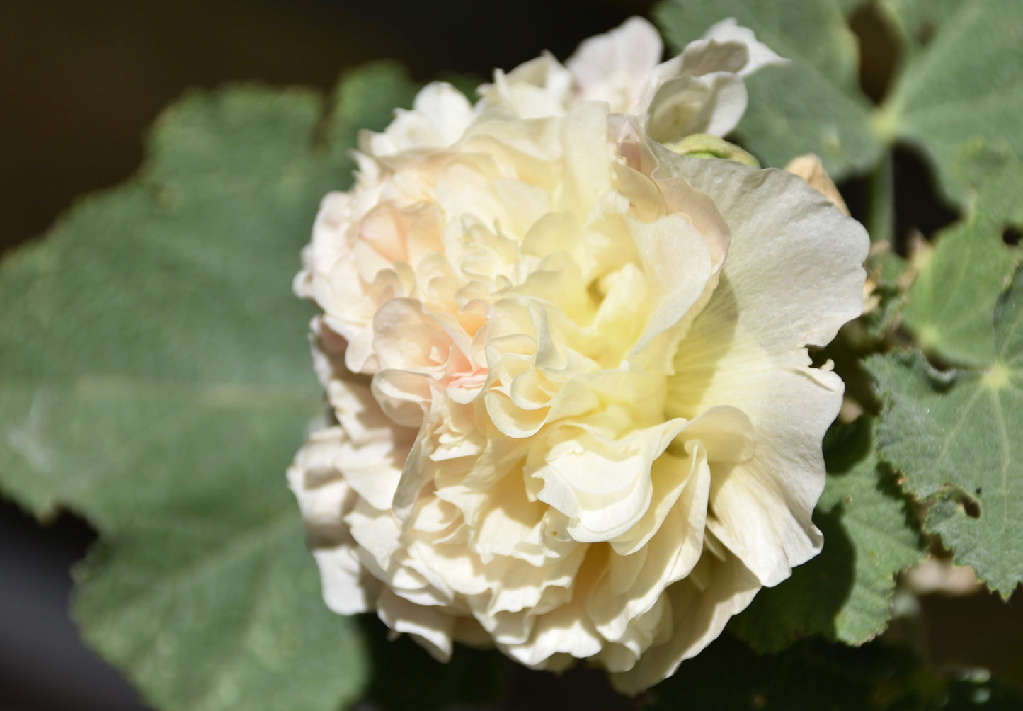 Stokrose 'Chater's Double Mix' - Alcea rosea 'Chater's Double Mix'