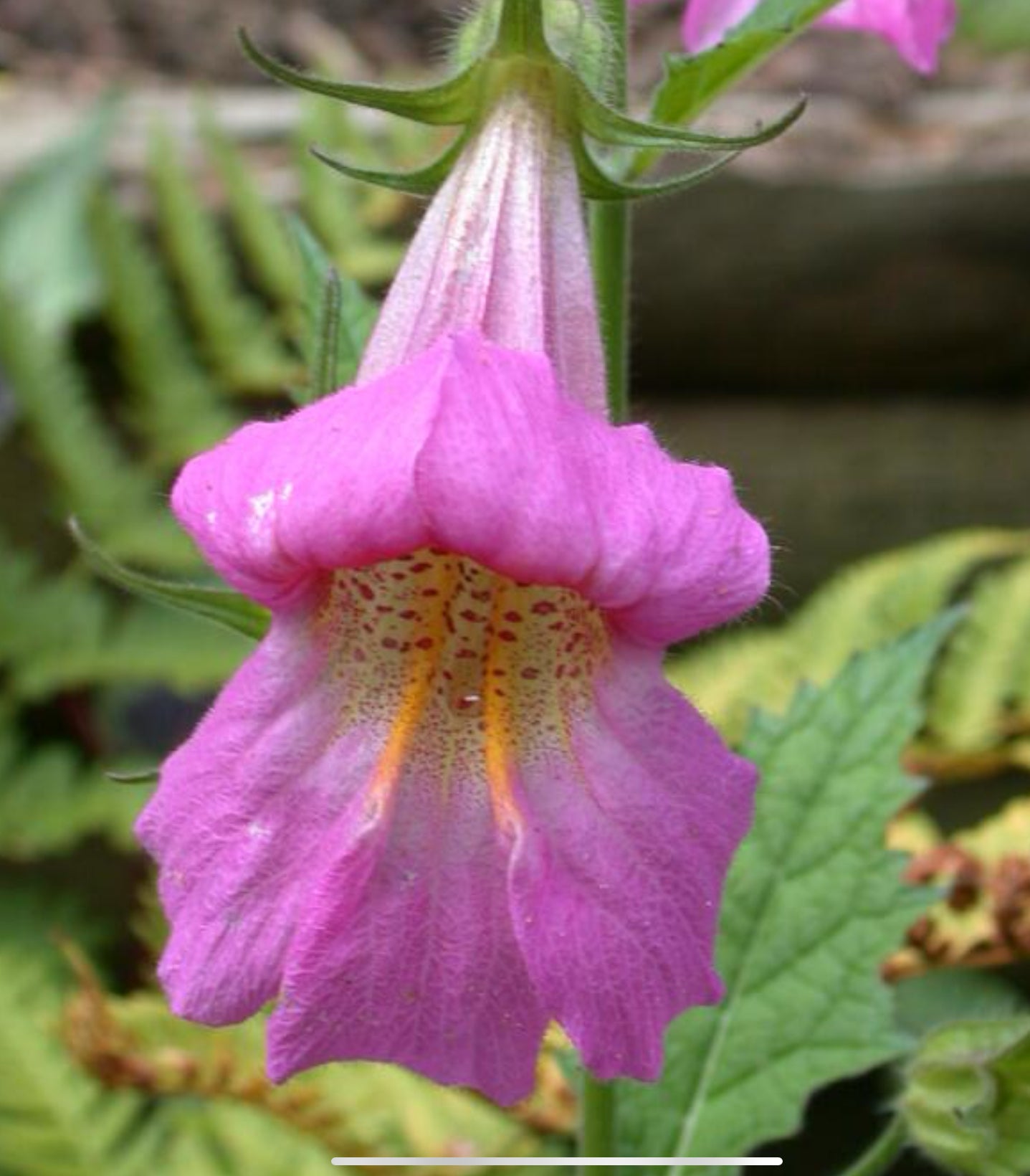 Kinesisk Fingerbøl (Rehmannia Angulata)
