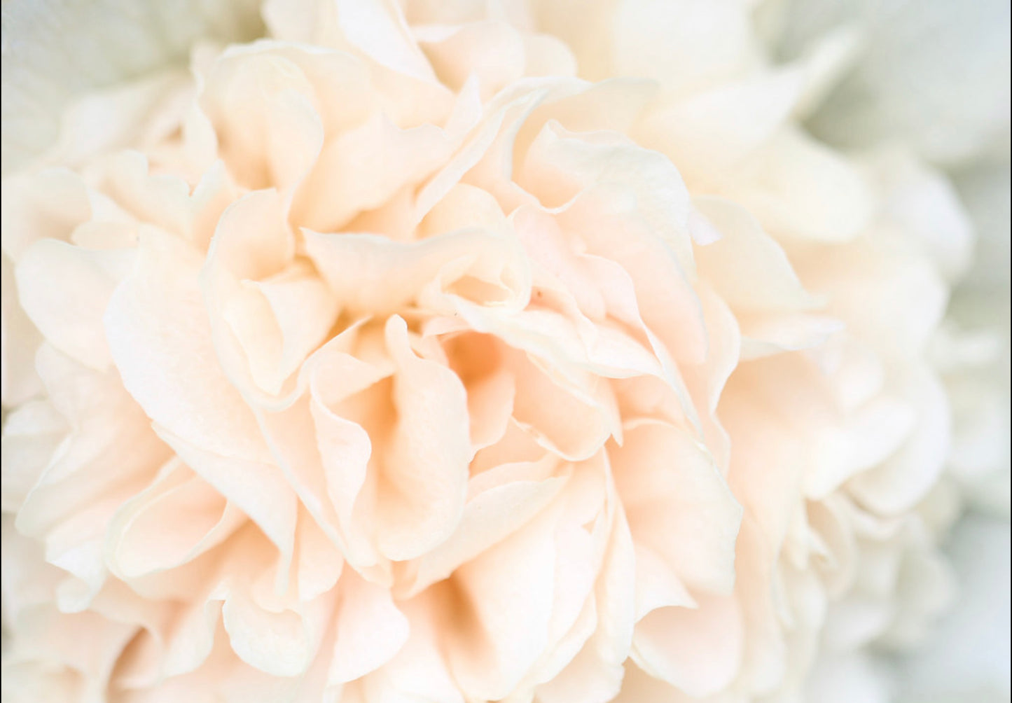 Stokrose 'Chater's Double Mix' - Alcea rosea 'Chater's Double Mix'