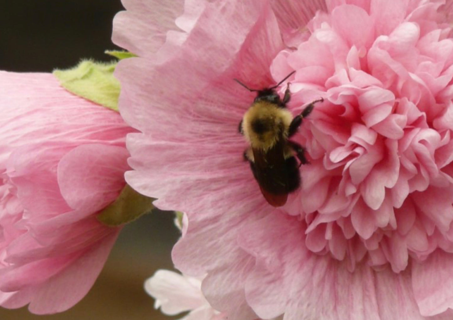 Stokrose 'Chater's Double Mix' - Alcea rosea 'Chater's Double Mix'