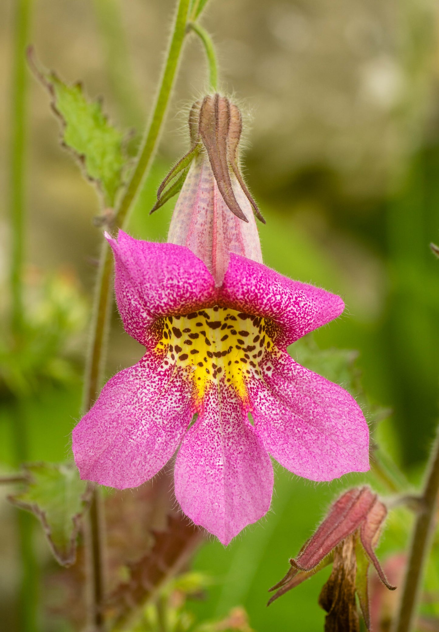Kinesisk Fingerbøl (Rehmannia Angulata)