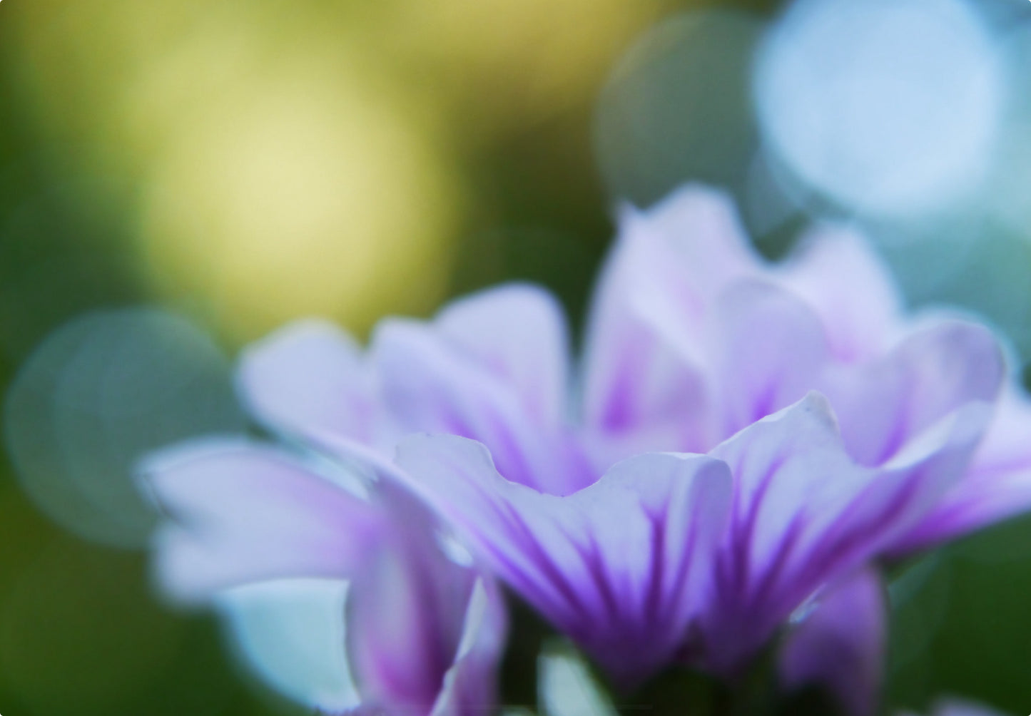 Rød Trompetkatost 'Zebrina' - malva sylvestris zebrina