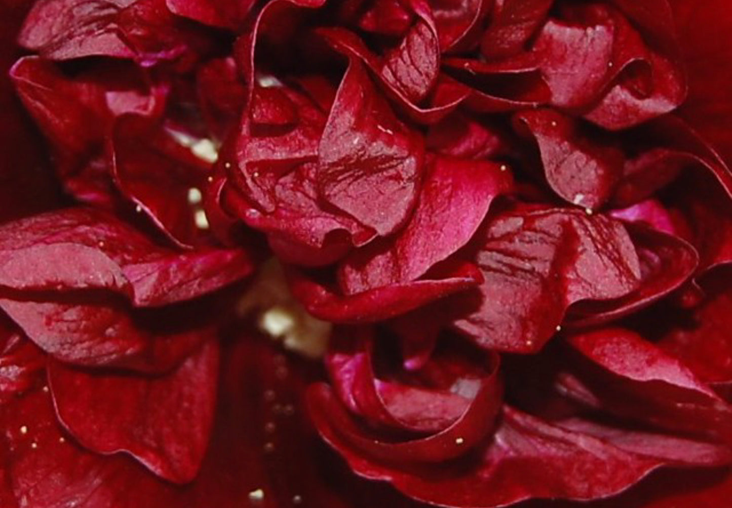 Stokrose 'Chater's Double Mix' - Alcea rosea 'Chater's Double Mix'