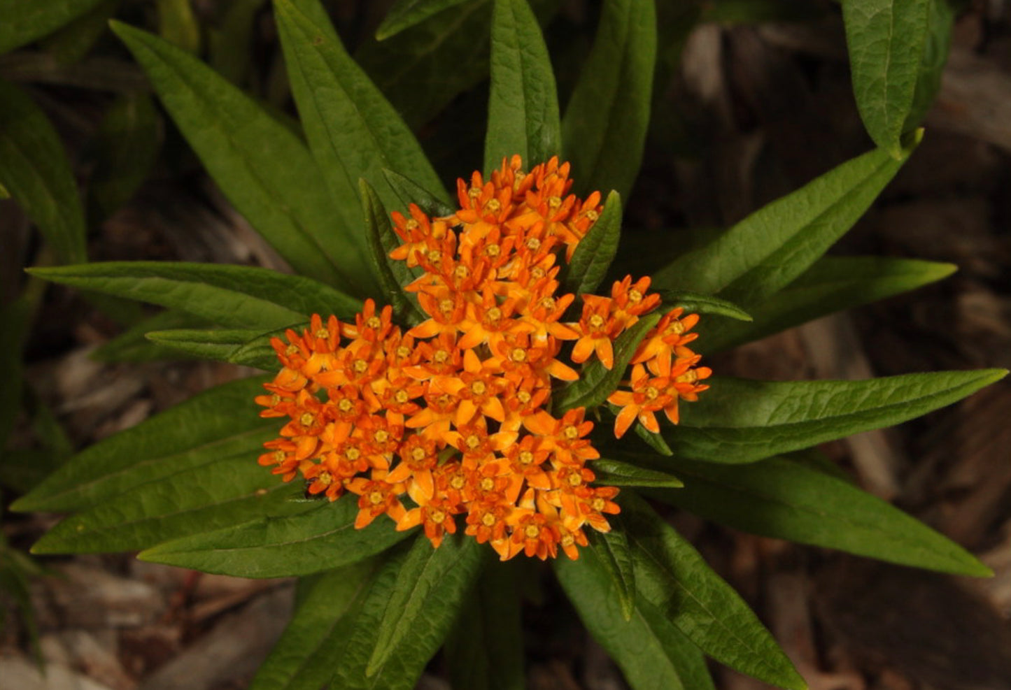 Silkeplante Orange - butterfly weed (asclepias tuberosa)