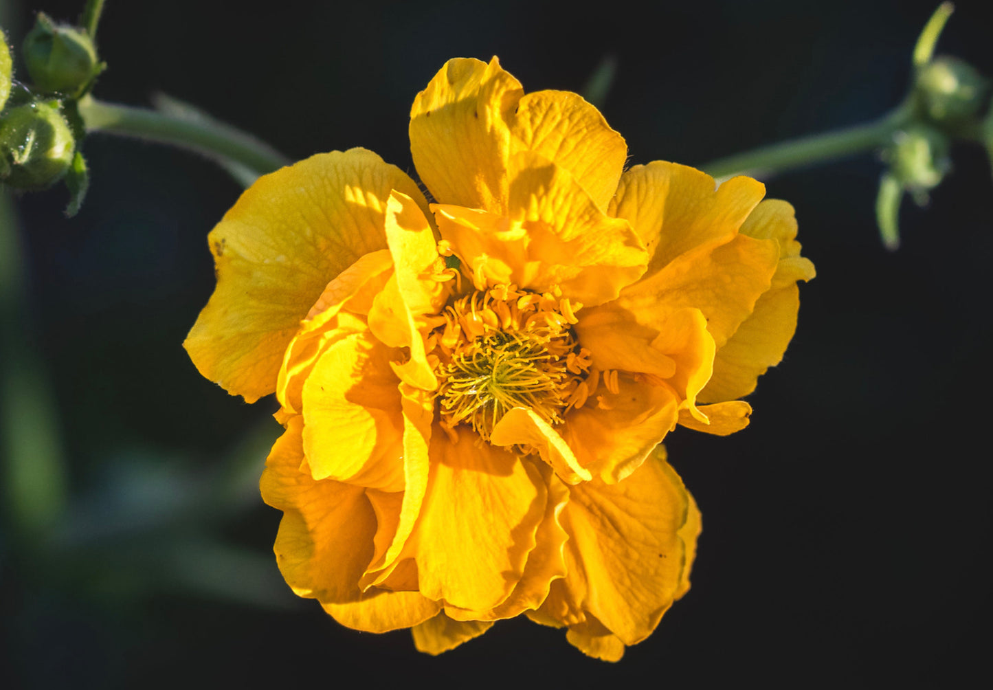 Nellikerod - Lady Stratheden - Geum chiloense