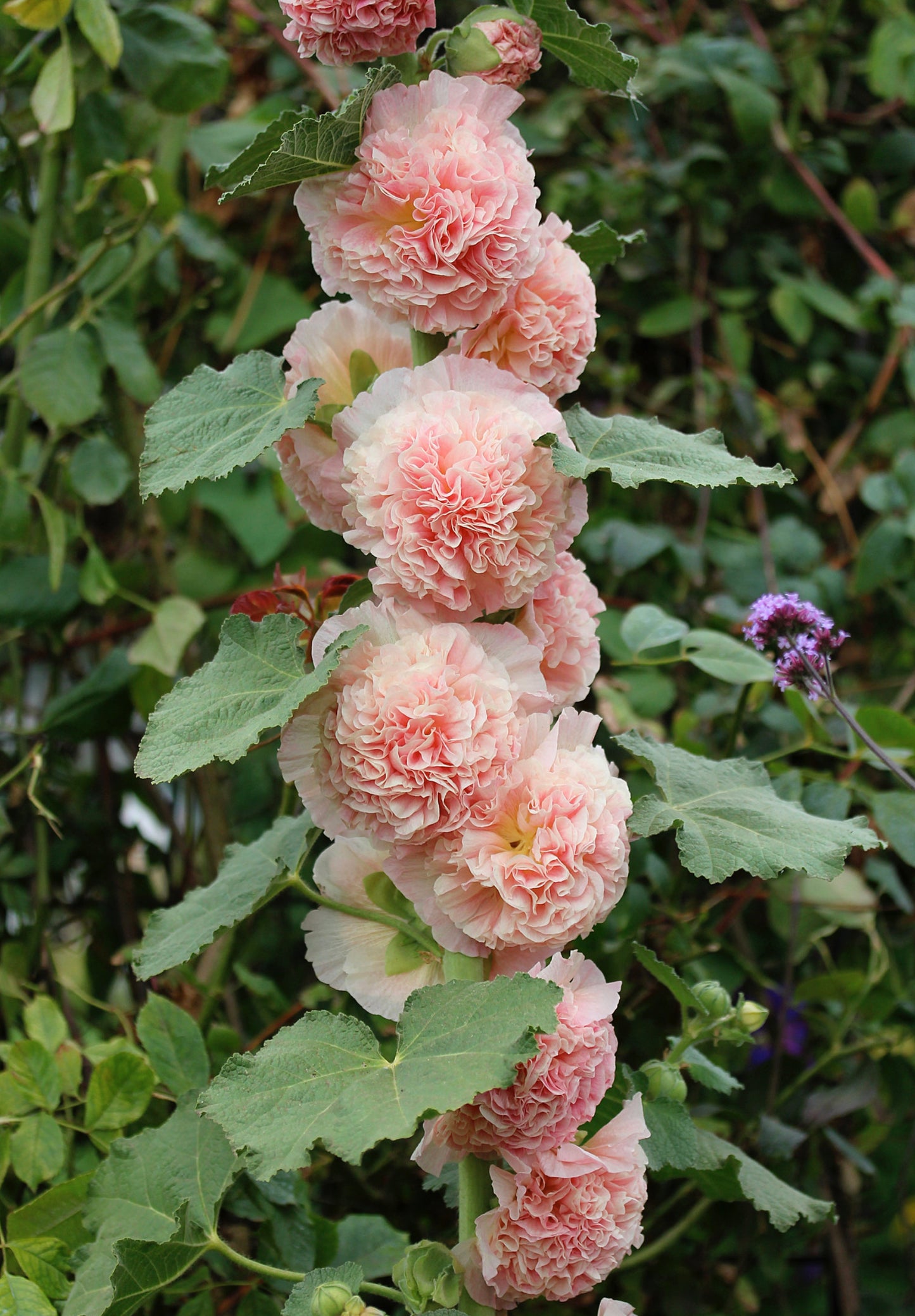 Stokrose 'Chater's Double Mix' - Alcea rosea 'Chater's Double Mix'
