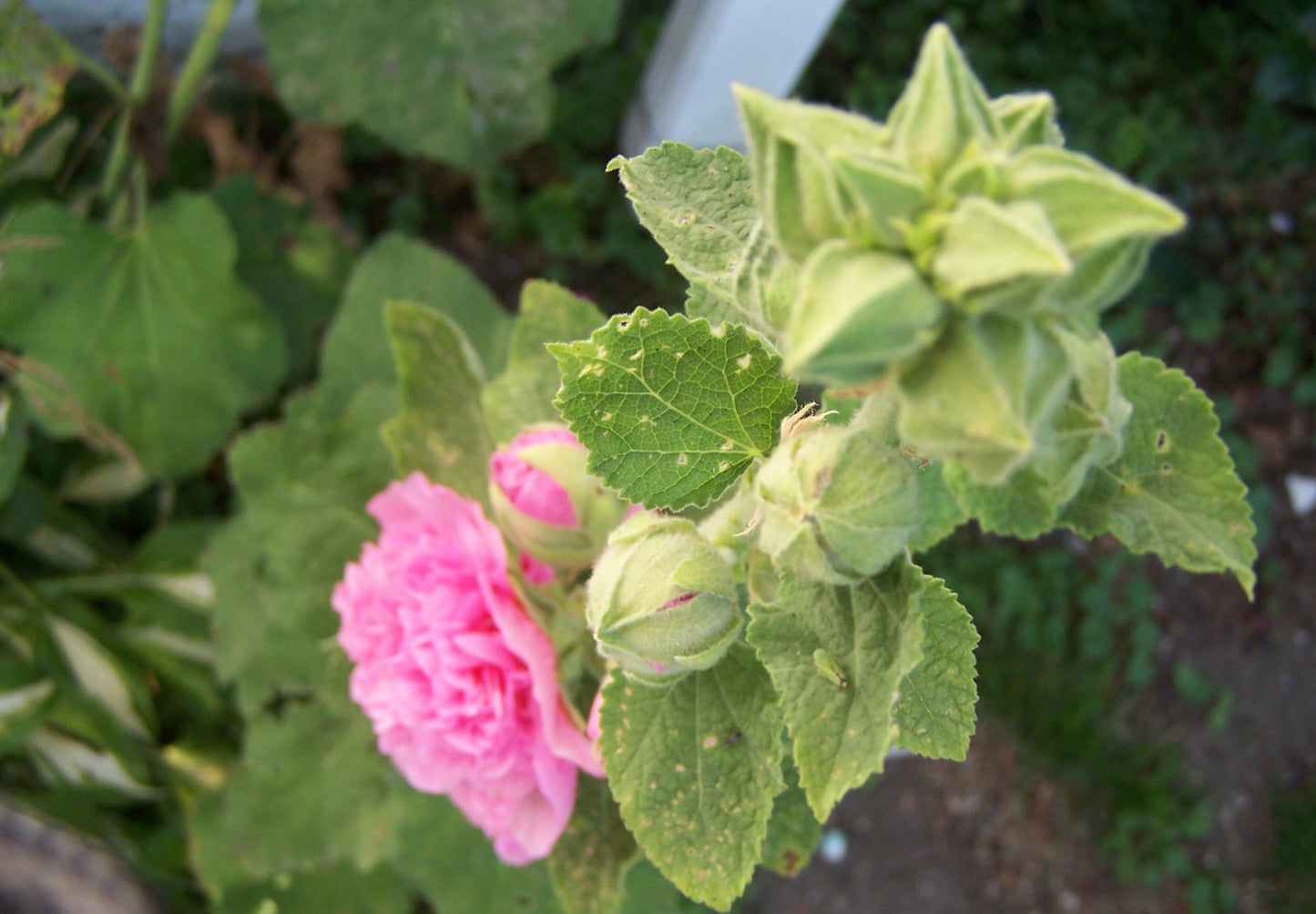 Stokrose 'Chater's Double Mix' - Alcea rosea 'Chater's Double Mix'