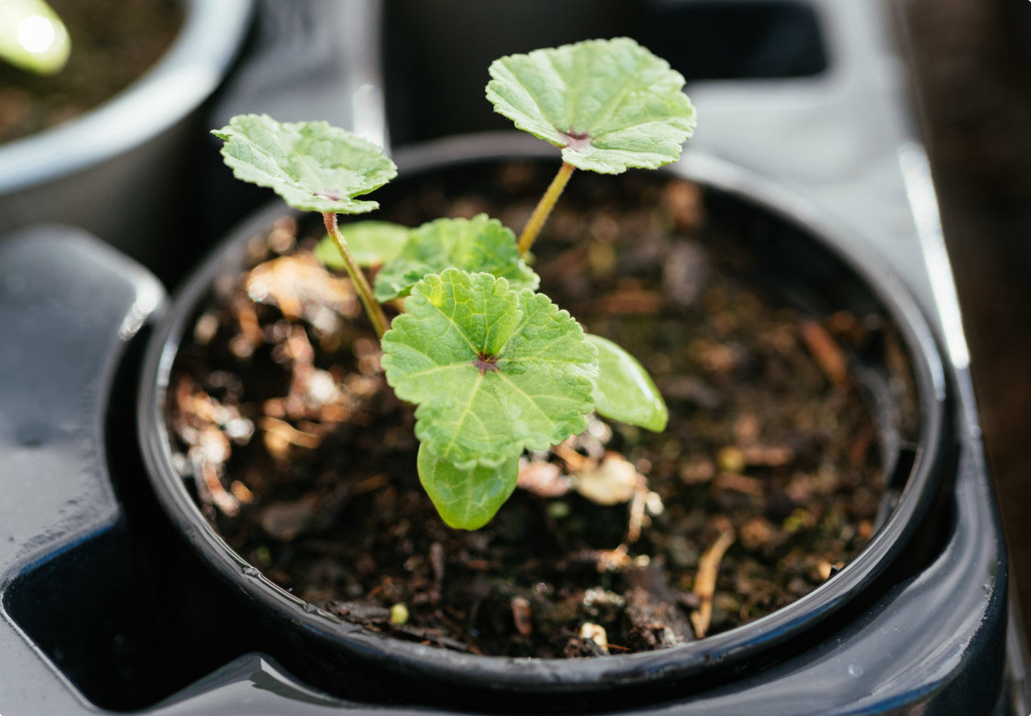 Rød Trompetkatost 'Zebrina' - malva sylvestris zebrina