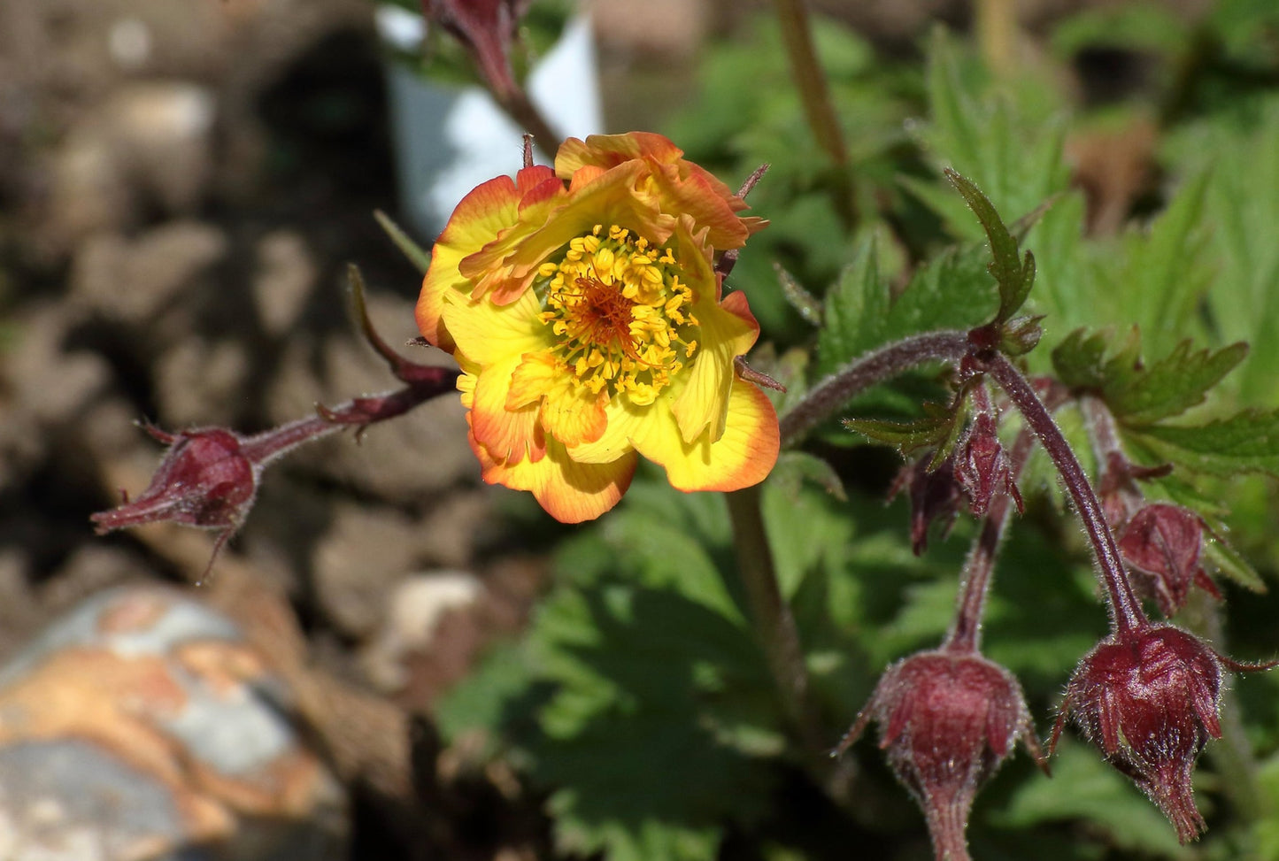 Nellikerod - Lady Stratheden - Geum chiloense