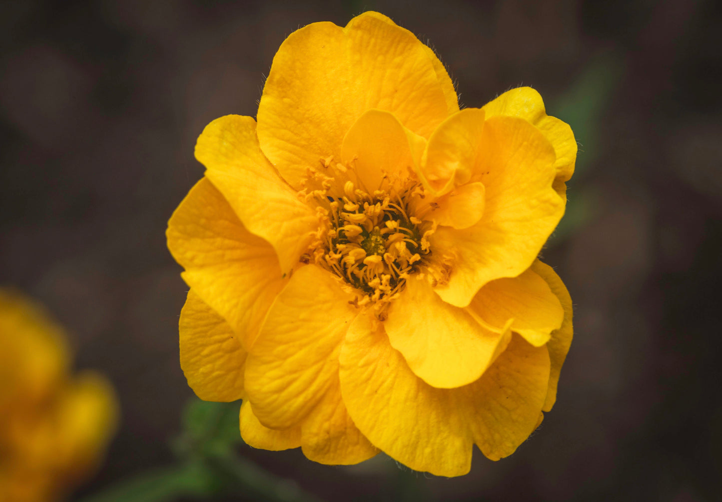 Nellikerod - Lady Stratheden - Geum chiloense