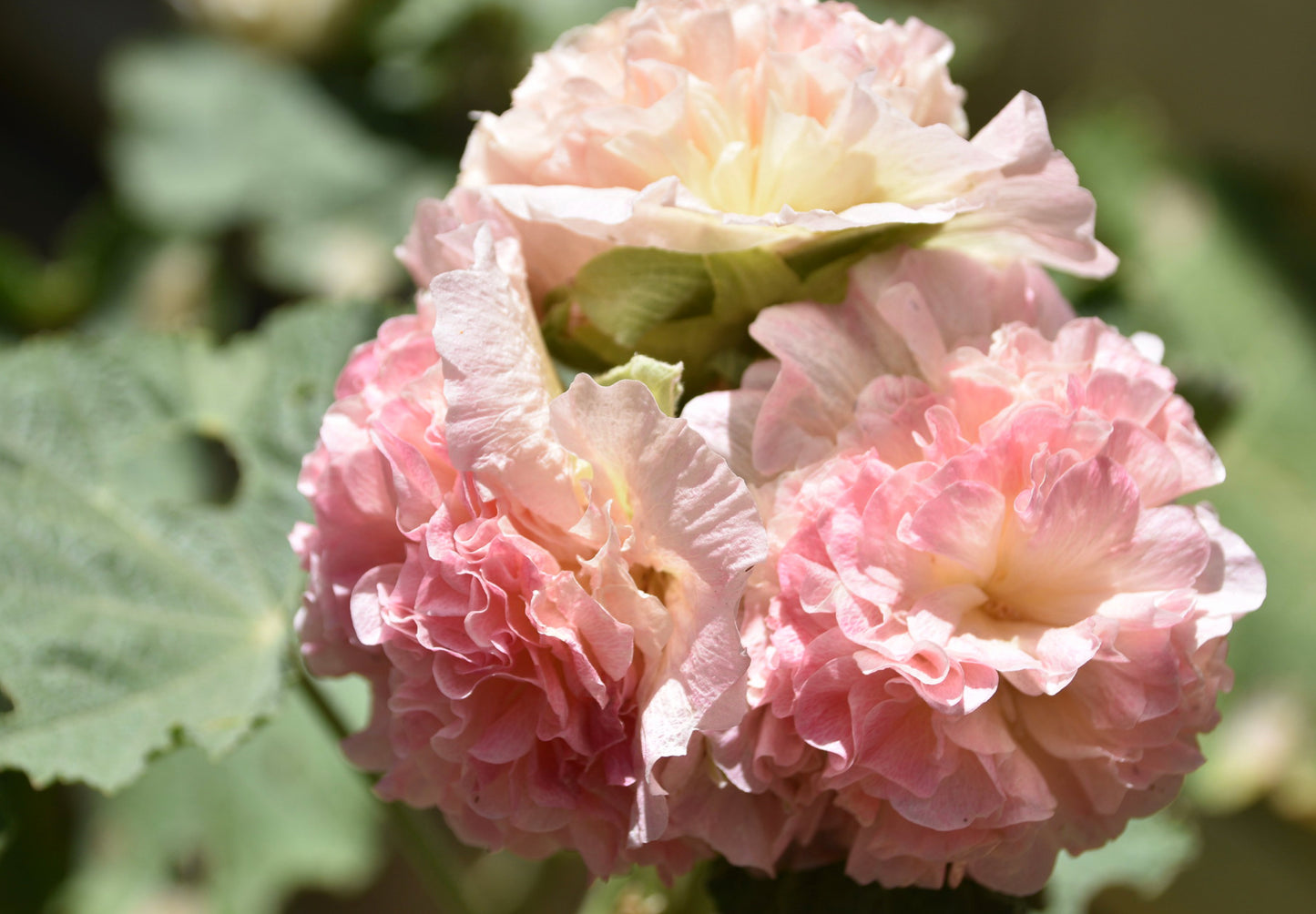 Stokrose 'Chater's Double Mix' - Alcea rosea 'Chater's Double Mix'