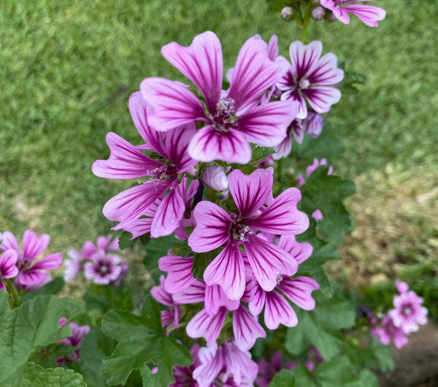 Rød Trompetkatost 'Zebrina' - malva sylvestris zebrina