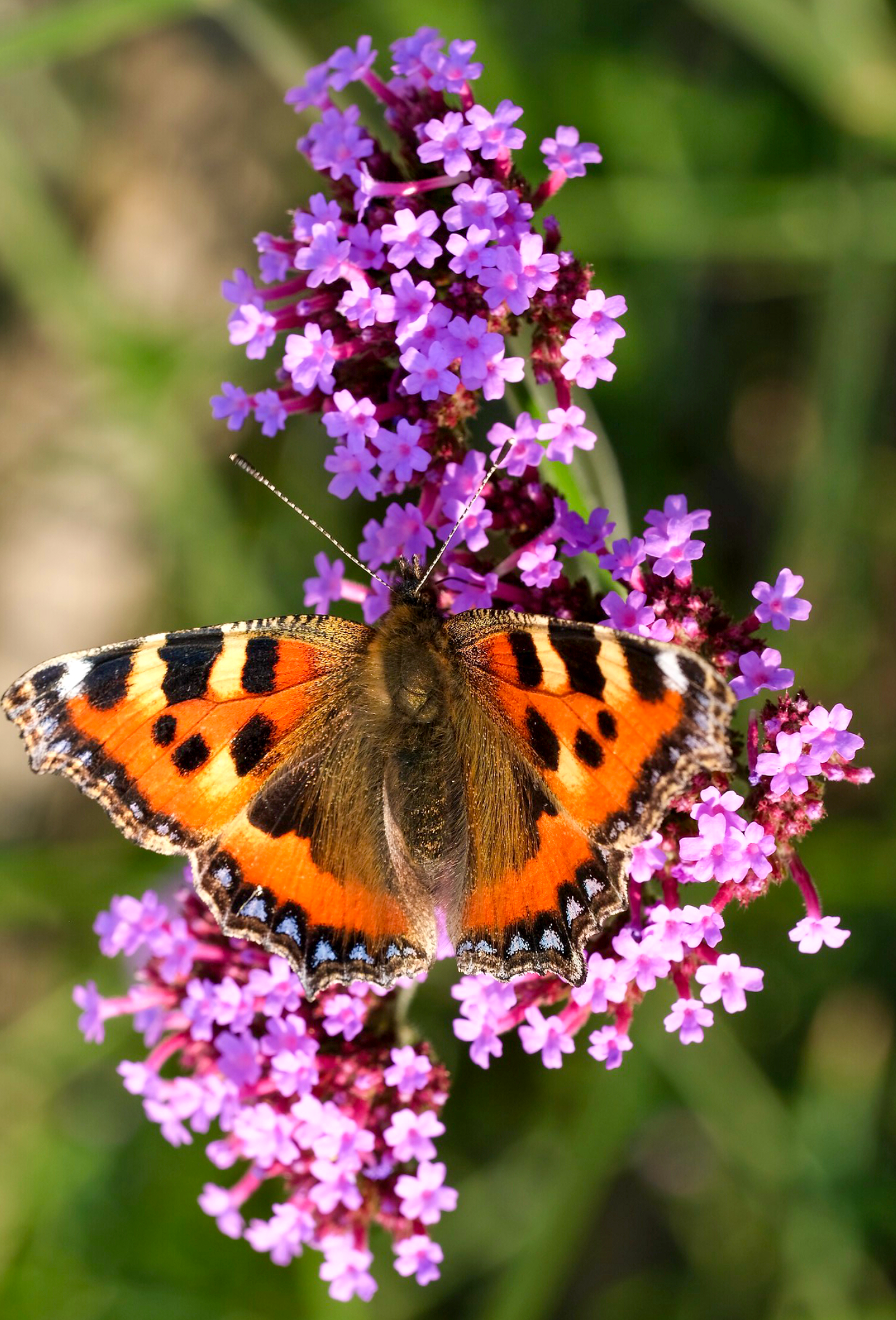 Kæmpeverbena - Jernurt - verbena bonarensis