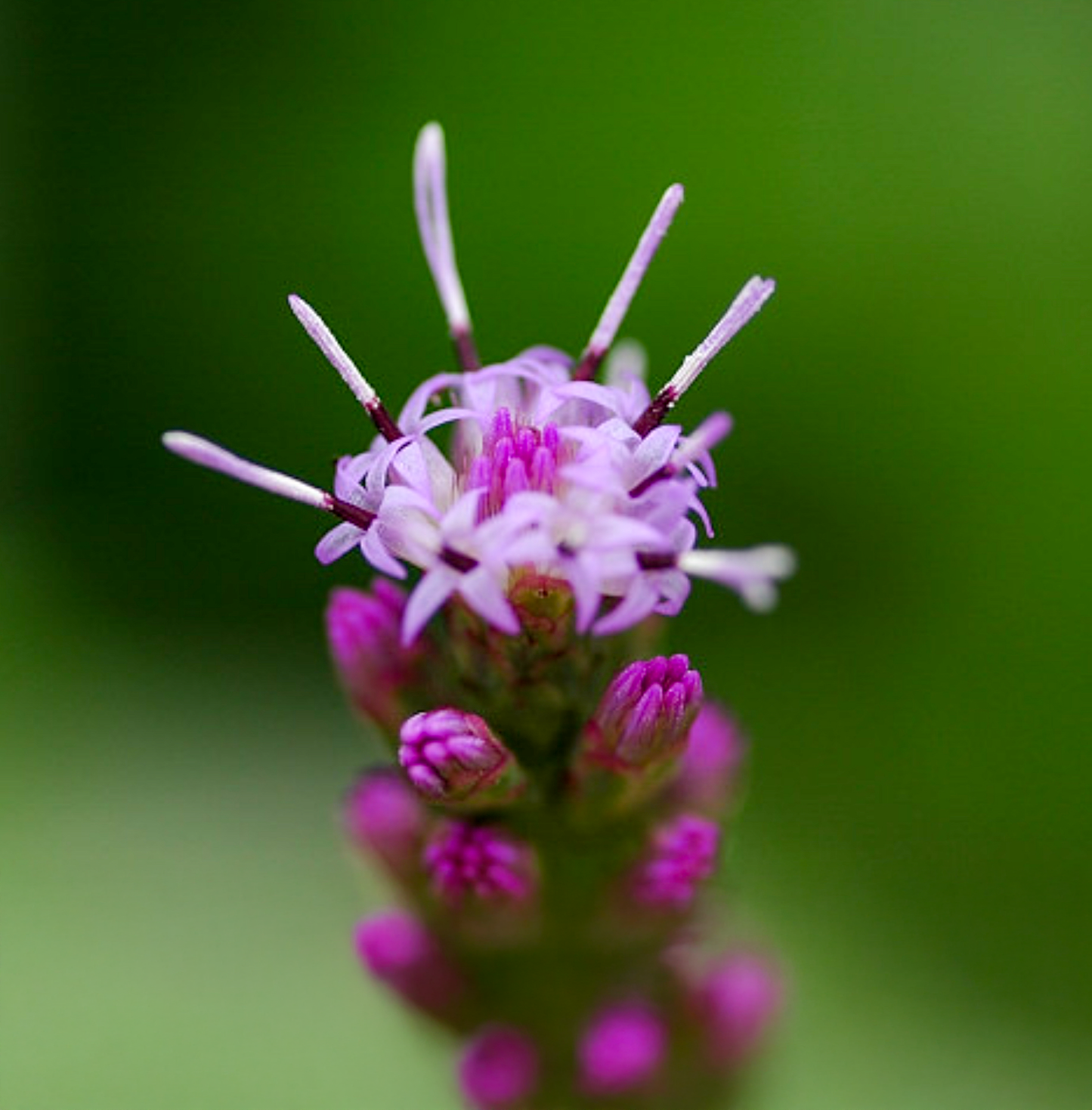 Langakset pragtskær Pink - Liatris spicata