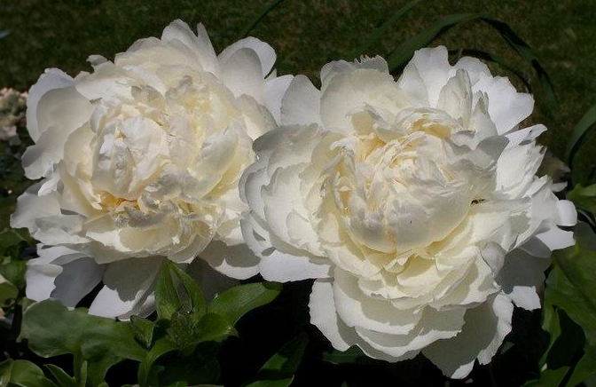 Pæonvalmue 'Double Cream' - Papaver paeoniflorum