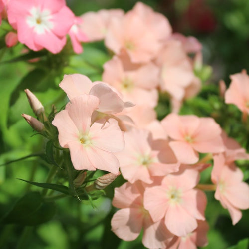 Phlox drummondii 'Phlox of Sheep'