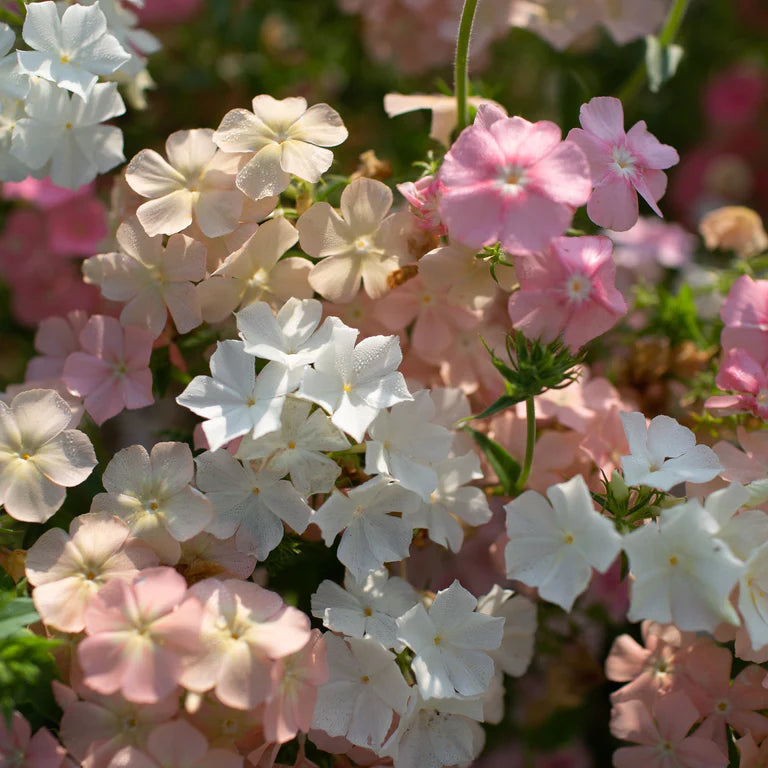 Phlox drummondii 'Phlox of Sheep'