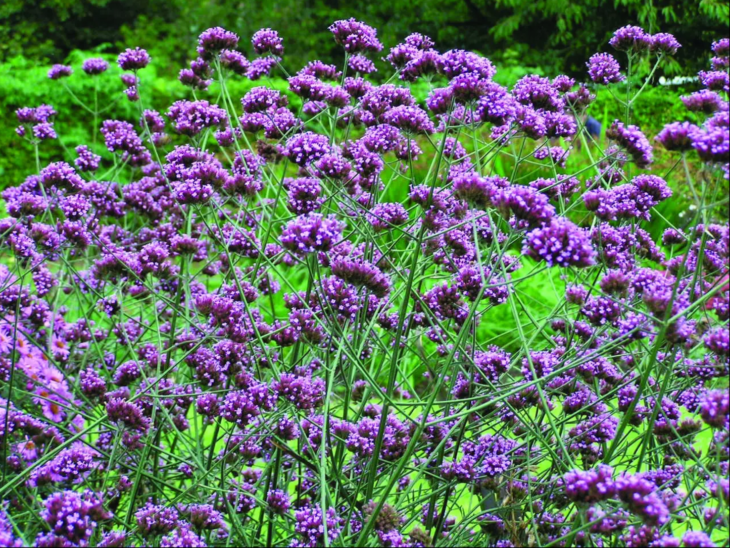 Kæmpe Verbena (Jernurt) - Finesse - verbena bonarensis