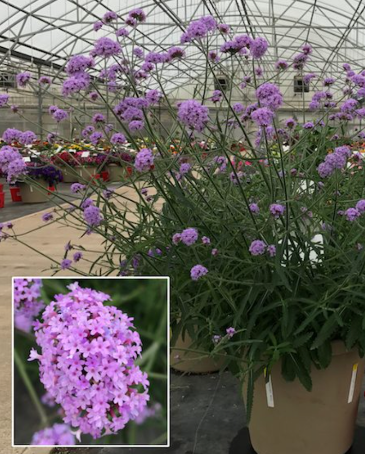 Kæmpe Verbena (Jernurt) - Finesse - verbena bonarensis