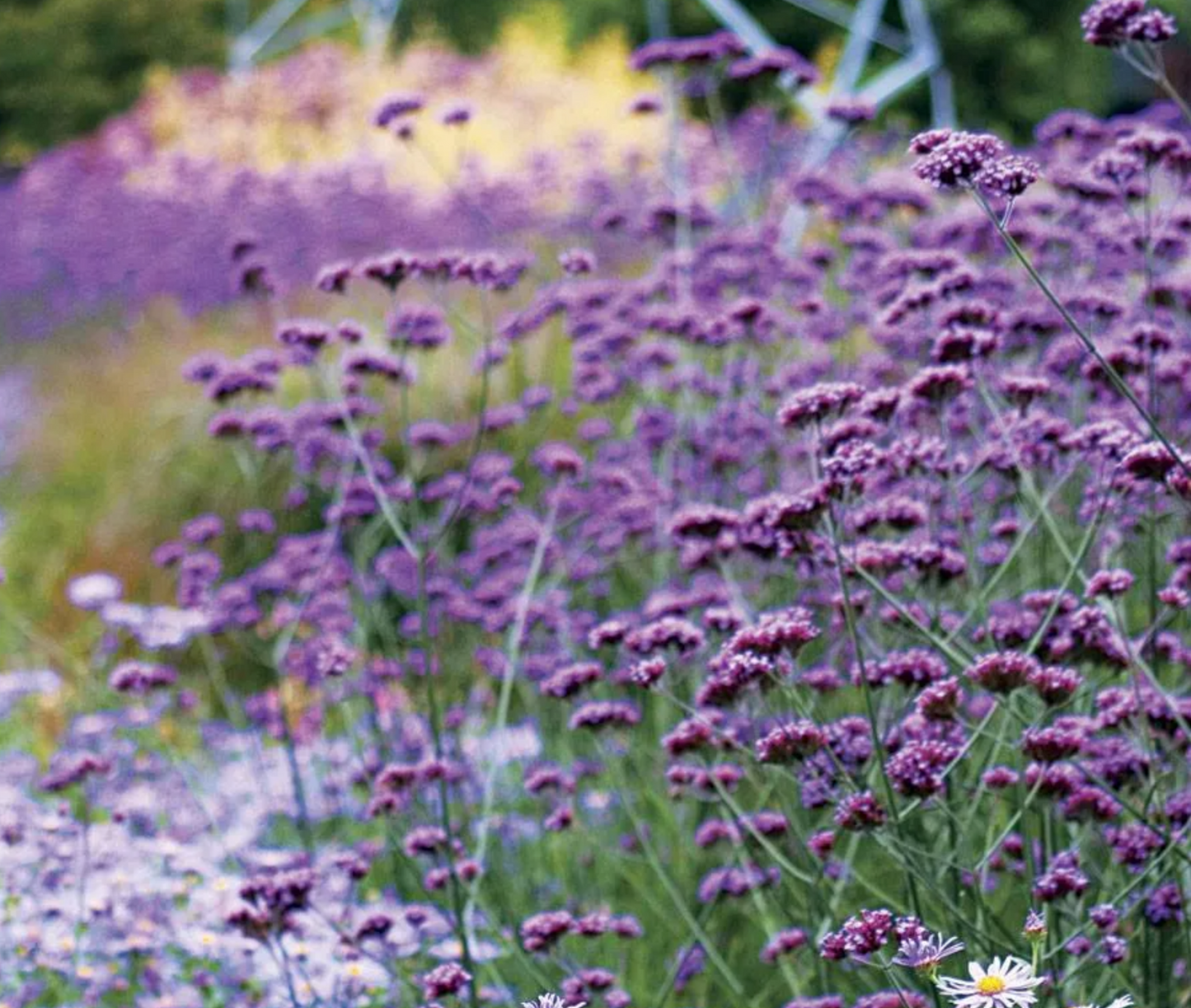 Kæmpe Verbena (Jernurt) - Finesse - verbena bonarensis