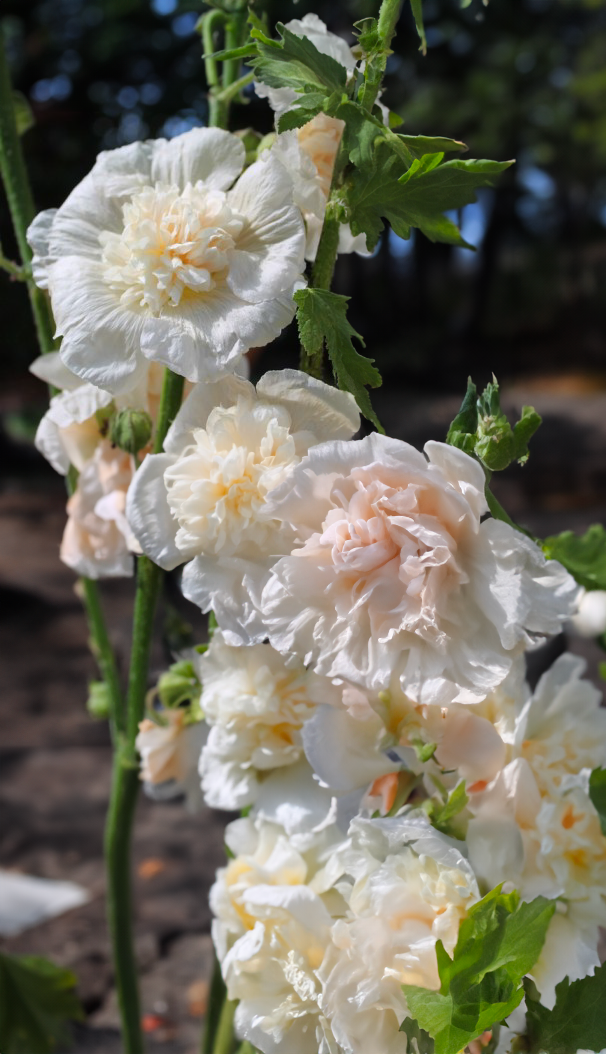 Stokrose, dobbelt -Althaea rosea annua 'Majorette Champagne'