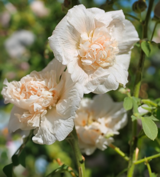 Stokrose, dobbelt -Althaea rosea annua 'Majorette Champagne'
